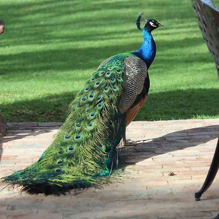 Argyll B&B Oudtshoorn Exterior photo